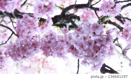三浦海岸のライトアップされた河津桜 三浦海岸のライトアップされた河津桜 136681297
