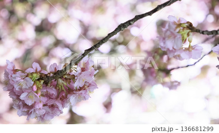 三浦海岸のライトアップされた河津桜 136681299