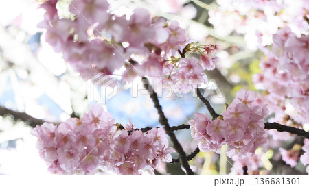 三浦海岸のライトアップされた河津桜 三浦海岸のライトアップされた河津桜 136681301