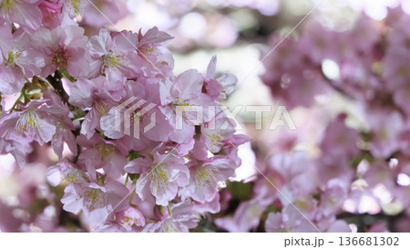 三浦海岸のライトアップされた河津桜 三浦海岸のライトアップされた河津桜 136681302