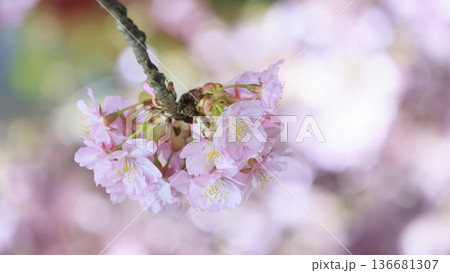 三浦海岸のライトアップされた河津桜 三浦海岸のライトアップされた河津桜 136681307