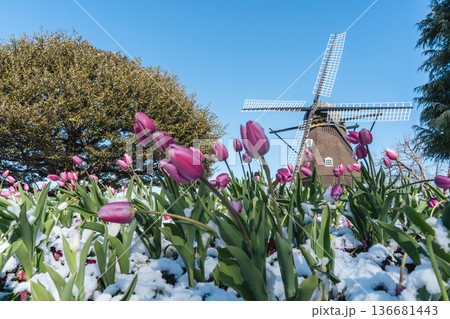 ふなばしアンデルセン公園 風車とアイスチューリップの雪景色 ふなばしアンデルセン公園 風車とアイスチューリップの雪景色 136681443