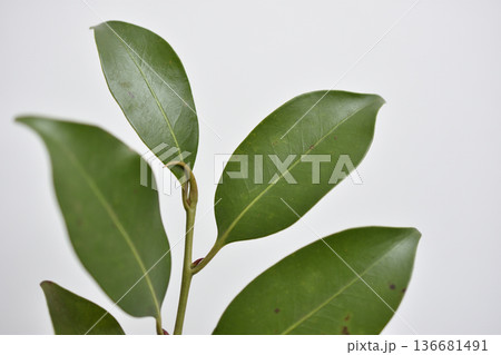 榊 136681491