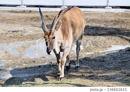 歩くエランド 136681633