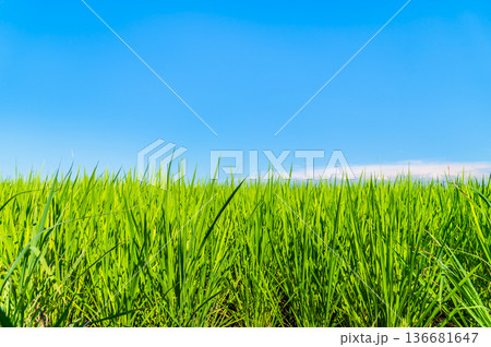 新潟 夏空の越後平野に広がる青稲 136681647