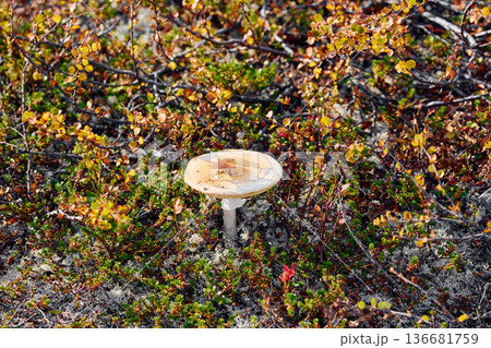 colourful arctic carpet of moss, yagel, mushroom, blueberry and birch twigs among the stones, sunset, Tundra at autumn, tundra near the town of Teriberka in Russia, Murmansk region 136681759