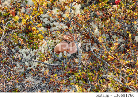 colourful arctic carpet of moss, yagel, mushroom, blueberry and birch twigs among the stones, sunset, Tundra at autumn, tundra near the town of Teriberka in Russia, Murmansk region 136681760
