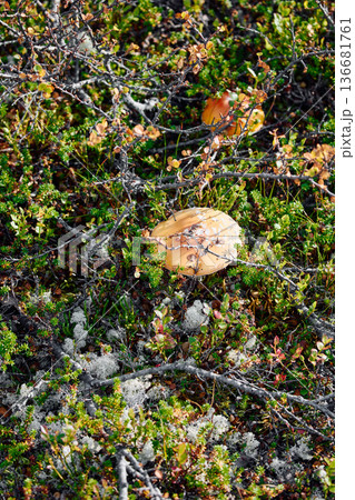 colourful arctic carpet of moss, yagel, mushroom, blueberry and birch twigs among the stones, sunset, Tundra at autumn, tundra near the town of Teriberka in Russia, Murmansk region 136681761