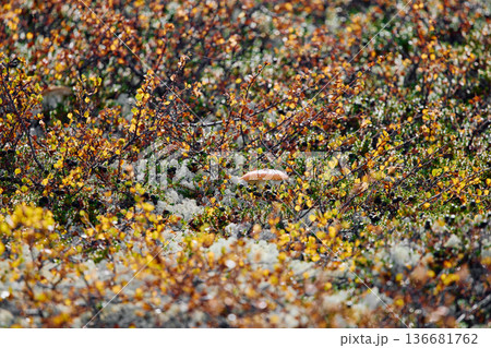 colourful arctic carpet of moss, yagel, mushroom, blueberry and birch twigs among the stones, sunset, Tundra at autumn, tundra near the town of Teriberka in Russia, Murmansk region 136681762