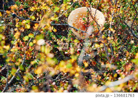 colourful arctic carpet of moss, yagel, mushroom, blueberry and birch twigs among the stones, sunset, Tundra at autumn, tundra near the town of Teriberka in Russia, Murmansk region 136681763