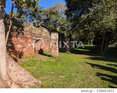 Misiones, San Ignacio, Argentina - June 23, 2025: Trunk of a Ficus citrifolia tree at the Jesuit Mission of San Ignacio Mini do Guaranisi. UNESCO World Heritage Site. 136681833