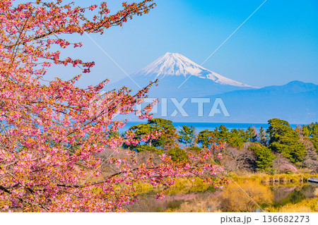 （静岡県）西伊豆井田の河津桜と富士山 136682273
