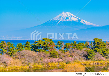 （静岡県）西伊豆井田の河津桜と富士山 136682275