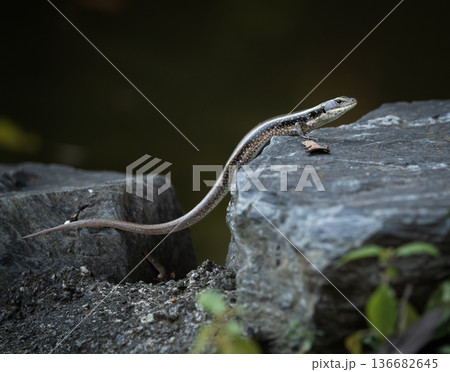 Eastern Water Skink Eastern Water Skink 136682645