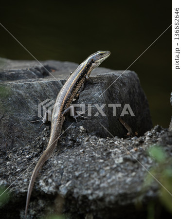 Eastern Water Skink Eastern Water Skink 136682646