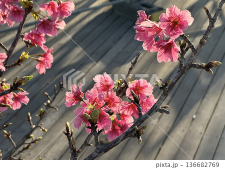 Spring blooming a small tree Taiwan cherry, Formosan cherry, or bellflower cherry (lat.- Prunus campanulata) 136682769