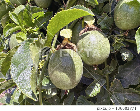 Passion fruit (lat.- Passiflora) Passion fruit (lat.- Passiflora) 136682771