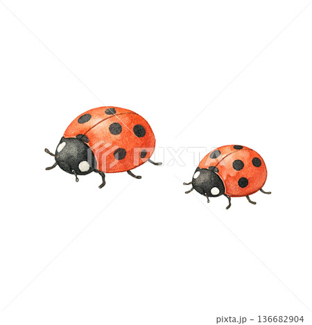 てんとう虫 2匹 セット 水彩 春 かわいい イラスト 切り抜き素材 てんとう虫 2匹 セット 水彩 春 かわいい イラスト 切り抜き素材 136682904