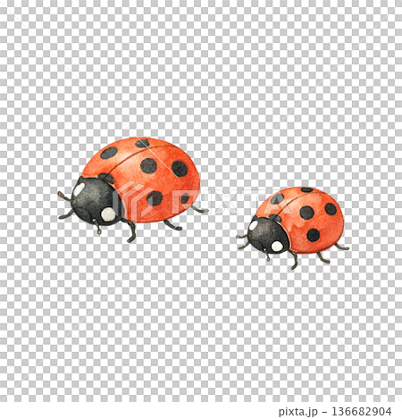 てんとう虫 2匹 セット 水彩 春 かわいい イラスト 切り抜き素材 てんとう虫 2匹 セット 水彩 春 かわいい イラスト 切り抜き素材 136682904