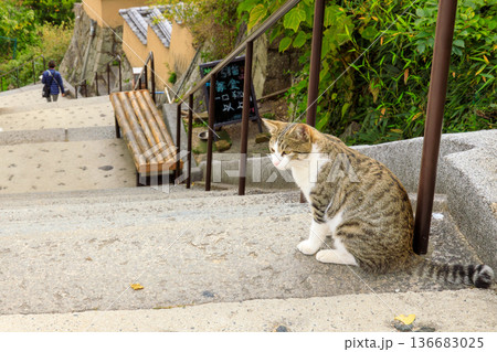 尾道・猫の細道で見かけた丸々とした背中の猫を撮ってみた 136683025