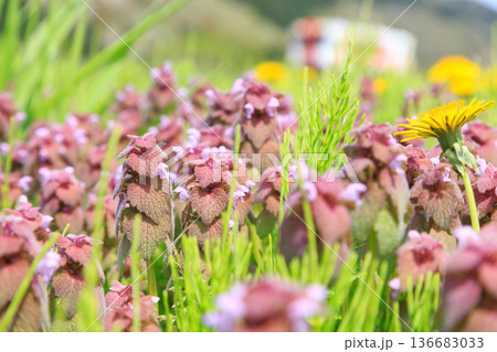 背後を由利高原鉄道が走る河原に咲く姫踊子草を撮ってみた 136683033
