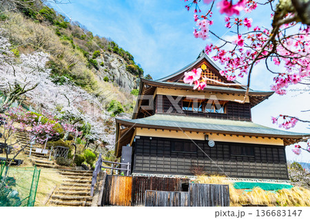 山梨 桜満開の岩殿山 山梨 桜満開の岩殿山 136683147