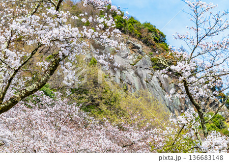山梨 桜満開の岩殿山 山梨 桜満開の岩殿山 136683148