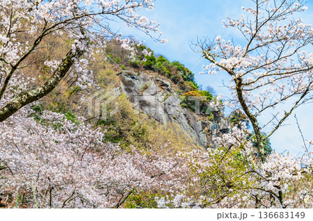 山梨 桜満開の岩殿山 山梨 桜満開の岩殿山 136683149