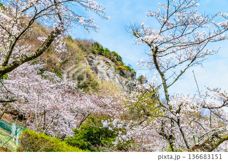 山梨 桜満開の岩殿山 山梨 桜満開の岩殿山 136683151