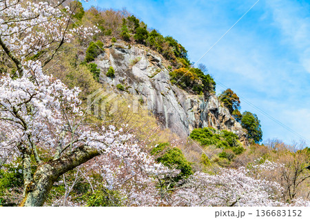 山梨 桜満開の岩殿山 136683152