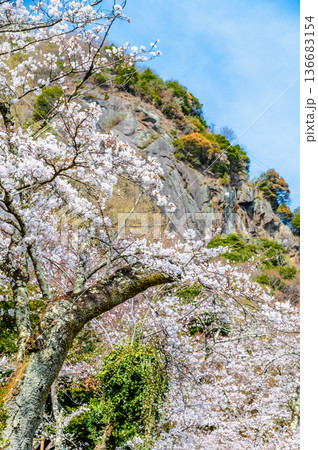 山梨 桜満開の岩殿山 136683154