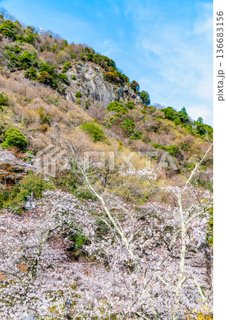 山梨 桜満開の岩殿山 136683156