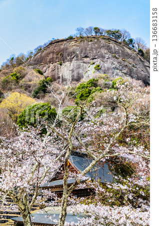 山梨 桜満開の岩殿山 山梨 桜満開の岩殿山 136683158