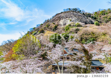 山梨 桜満開の岩殿山 山梨 桜満開の岩殿山 136683159