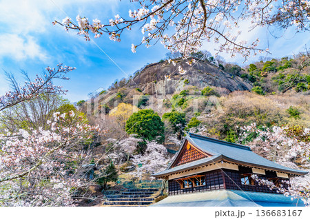 山梨 桜満開の岩殿山 山梨 桜満開の岩殿山 136683167