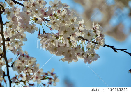 満開の桜(国立駅 付近/東京都国立市) 満開の桜(国立駅 付近/東京都国立市) 136683232