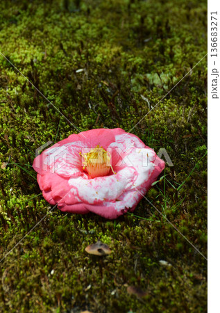 苔と牡丹 136683271
