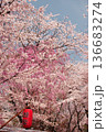 提灯と桜 136683274