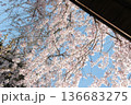 縁側から見上げる桜 136683275