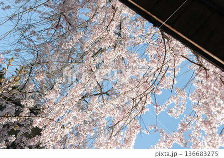 縁側から見上げる桜 縁側から見上げる桜 136683275