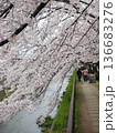川沿いの桜並木を歩く　京都 136683276