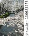 高瀬川の桜　京都 136683278