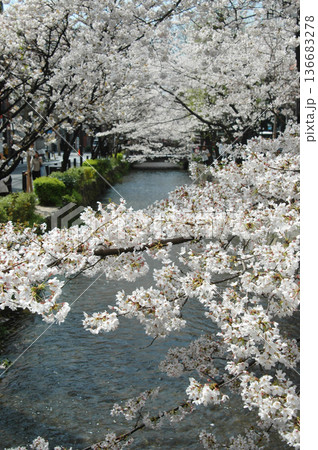 高瀬川の桜 京都 高瀬川の桜 京都 136683278