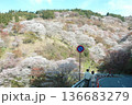 春の吉野山を歩く　奈良 136683279