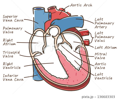 心臓の断面のイラスト Cross section of the heart 心臓の断面のイラスト Cross section of the heart 136683303