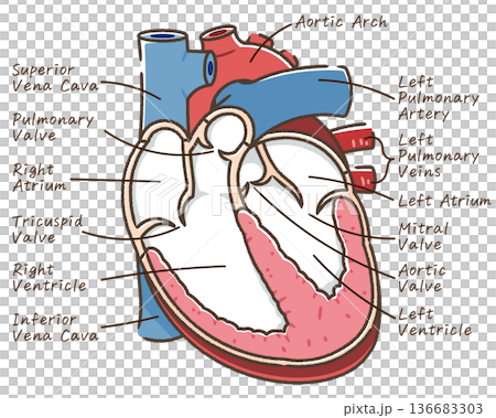 Illustration of a cross section of the heart 136683303