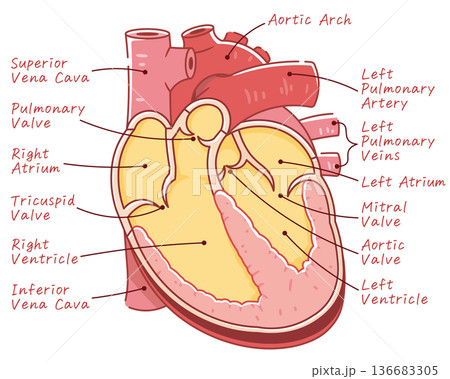 心臓の断面のイラスト Cross section of the heart 心臓の断面のイラスト Cross section of the heart 136683305