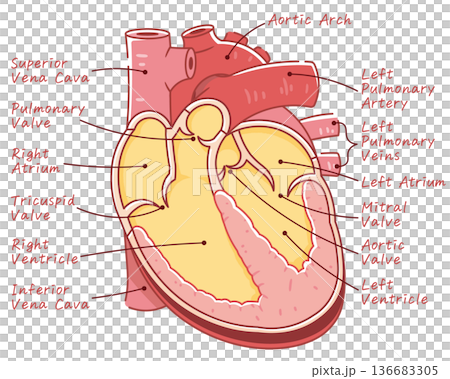 心臟橫切面的插圖 136683305