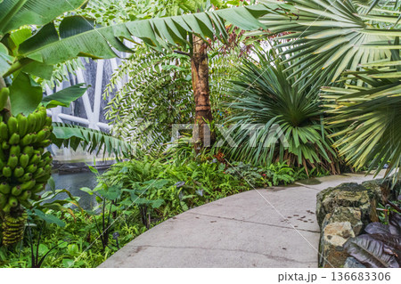 Indoor Tropical Garden The Leaf in Winnipeg Indoor Tropical Garden The Leaf in Winnipeg 136683306