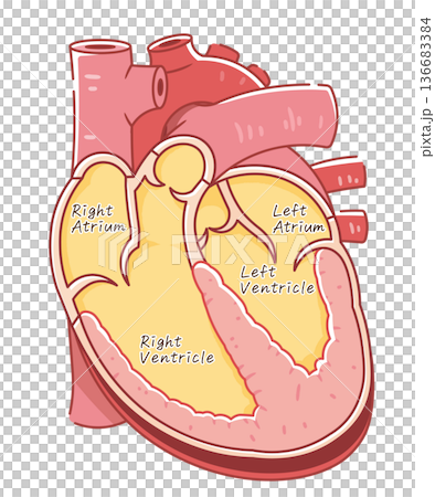 Illustration of a cross section of the heart 136683384